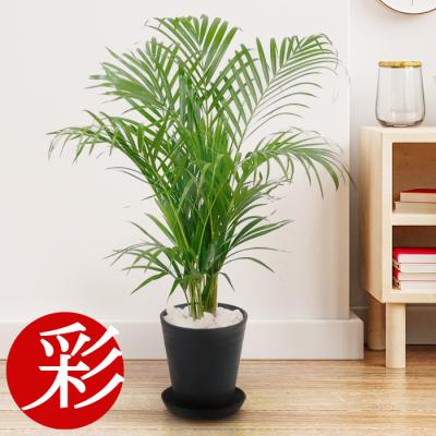 観葉植物の専門店 彩植健美 - ヤシの木｜Yahoo!ショッピング