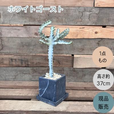 ホワイトゴーストのおすすめ人気ランキングTOP100 - Yahoo!ショッピング