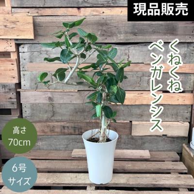 フィカス・ベンガレンシスのおすすめ人気商品一覧 通販 - Yahoo