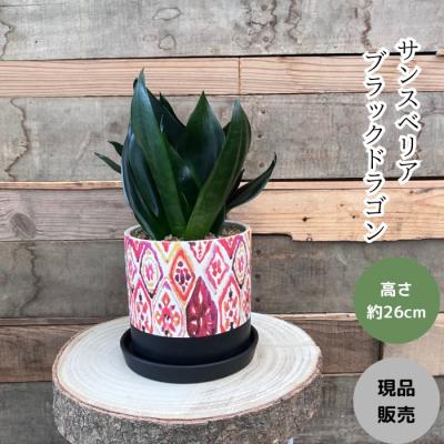 観葉植物の専門店 彩植健美 - 数量限定・早い者勝ち！アウトレット商品