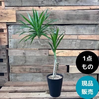 ドラセナナビー（花、ガーデニング）のおすすめ人気商品一覧 通販