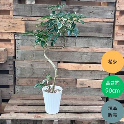 観葉植物の専門店 彩植健美 - 数量限定・早い者勝ち！アウトレット商品