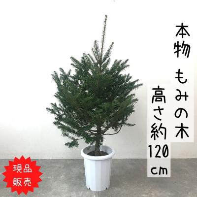 もみの木 モミの木 苗木 大型175cm❗整った樹形❗クリスマスツリー 鉢植済 もみの木 モミの木 苗木 大型175cm❗整った樹形❗クリスマス