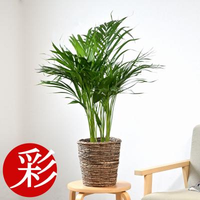 観葉植物の専門店 彩植健美 - ヤシの木｜Yahoo!ショッピング