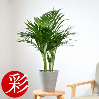 観葉植物の専門店 彩植健美 - ヤシの木｜Yahoo!ショッピング