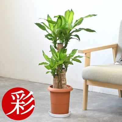 観葉植物の専門店 彩植健美 - ドラセナ/幸福の木｜Yahoo!ショッピング