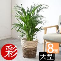 観葉植物 アレカヤシ 8号 鉢カバー 付き セット 大型 室内用 インテリア おしゃれ 通販 人気 
