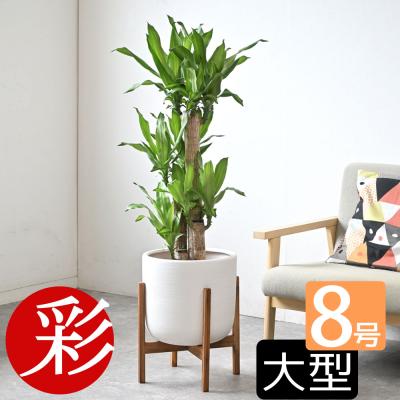 観葉植物の専門店 彩植健美 - ドラセナ/幸福の木｜Yahoo!ショッピング