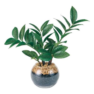 ザミオクルカスのおすすめ人気ランキングTOP100 - Yahoo!ショッピング