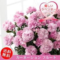 母の日 花 ギフト プレゼント 鉢花 カーネーション フルート 5号 1ページ ｇランキング