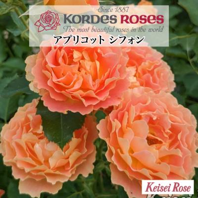さくらんぼ本舗 - バラ(薔薇)鉢植え｜Yahoo!ショッピング