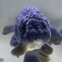 Sakuraさらさ Yahoo ショッピング