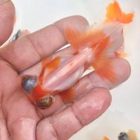 Sakuraさらさ Yahoo ショッピング