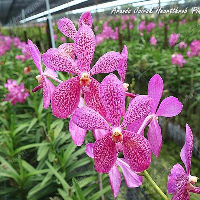 サンサンオーキッド - Vanda（バンダ）｜Yahoo!ショッピング