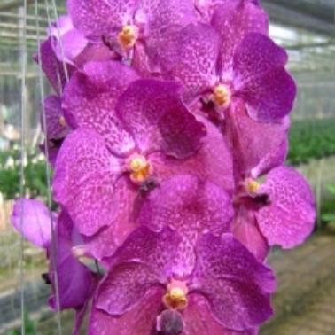 バンダ苗（苗）（花種類：蘭） | 花、ガーデニング の商品一覧 通販