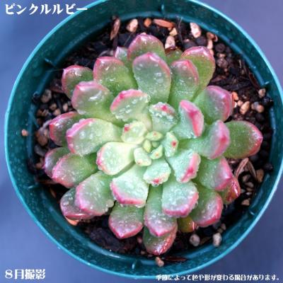 ピンクルルビー多肉植物のおすすめ人気商品一覧 通販 - Yahoo!ショッピング