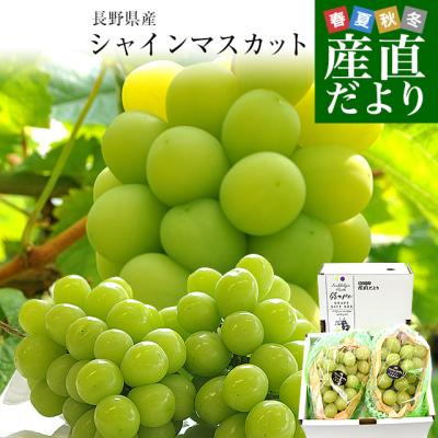 生産者直送ぶどう(きょん) 朝採れ直送】『家庭用』ぶどうの王様巨峰2kg＠野口農場｜リベ