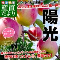送料無料 福島県より産地直送 JAふくしま未来　陽光りんご　または、サンふじりんご　秀品 2.5キロ　(7玉から10玉) 　林檎　リンゴ 