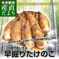 鹿児島県より産地直送 JA鹿児島いずみ 早堀りたけのこ 約2キロ (5本〜9本) タケノコ 筍 竹の子 孟宗竹 送料無料 出水 