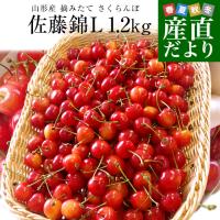 山形県より産地直送 厳選農家の さくらんぼ 佐藤錦 秀品 Lサイズ 超盛 1.2キロ (約300g×4P入) 送料無料 ※クール便発送 