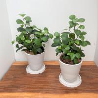 観葉植物 オオバンボダイジュ 鉢花 ブラウン 7号 インテリアプランツ エコ Vg ベジタブルガーデン ハラダ 通販 Yahoo ショッピング