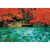 日本製ビバリー 1000ピースジグソーパズル 秋色に彩るモネの池（49×72cm）51-300 | Sapphire Yahoo!店