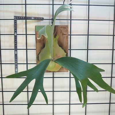 すー　ビカクシダ5株 ビカクシダ胞子培養から「凄い株」が！【やろうぜ胞子培養