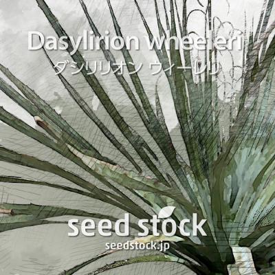 ダシリリオン（花、ガーデニング）のおすすめ人気商品一覧 通販