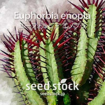 SEEDSTOCK ヤフーショップ - ユーフォルビア｜Yahoo!ショッピング
