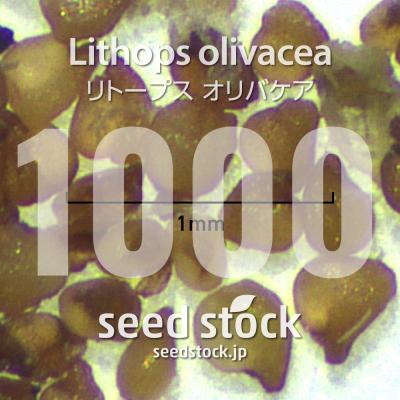 リトープス（種、種子） | 花、ガーデニング のおすすめ人気商品一覧