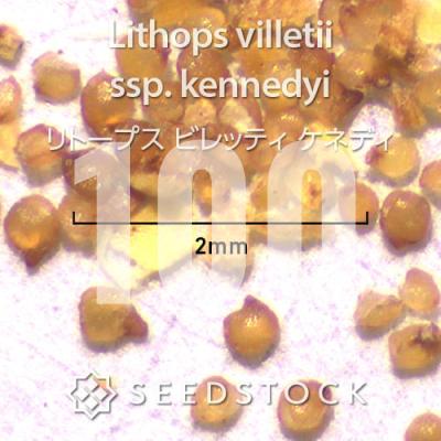 リトープスの商品一覧 通販 - Yahoo!ショッピング