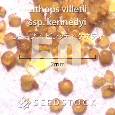 リトープスの商品一覧 通販 - Yahoo!ショッピング