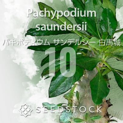 パキポディウムのおすすめ人気商品一覧 通販 - Yahoo!ショッピング
