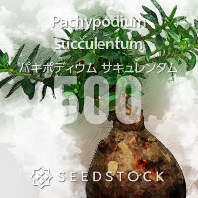 パキポディウムのおすすめ人気商品一覧 通販 - Yahoo!ショッピング