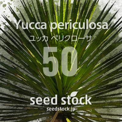ユッカ（その他種、種子）｜種、種子 | 花、ガーデニング のおすすめ