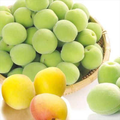 祈願梅【鶯宿梅】青梅 10キロ 鹿児島産 サイズ無選別 冷蔵便 祈願梅【鶯宿梅】青梅 10キロ 鹿児島産 サイズ無選別 冷蔵便