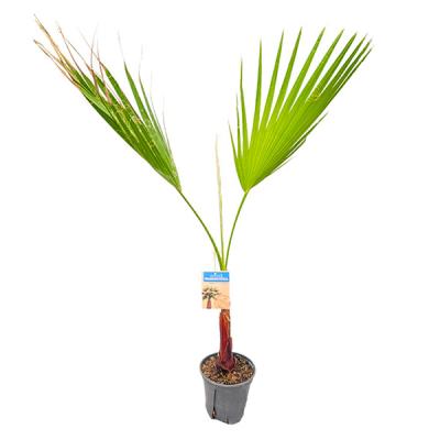 ワシントンヤシ　13号鉢つき　コンパクト葉❗ ワシントンヤシ 13号鉢つき コンパクト葉❗