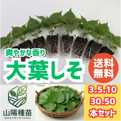 しそ苗200本 しそ 苗の商品一覧 通販 - Yahoo!ショッピング