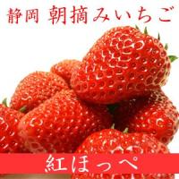 いちご 紅ほっぺ 2パック  静岡県 柴田さんちの中まで甘い朝摘みイチゴ 