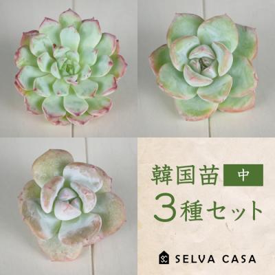 SELVA CASA - 韓国苗｜Yahoo!ショッピング