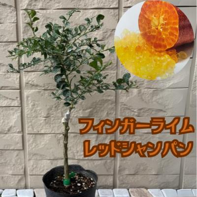 フィンガーライム（苗木、植木） | 花、ガーデニング の商品一覧 通販
