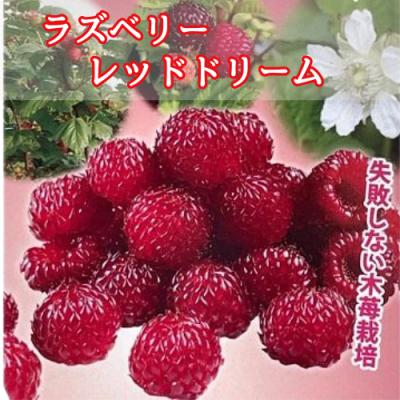 ラズベリー 苗のおすすめ人気ランキングTOP100 - Yahoo!ショッピング