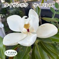 タイサンボク ケイパレス 苗木 3.5号ポット 挿し木苗のレビュー