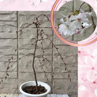 雲竜富士桜（花、ガーデニング）のおすすめ人気商品一覧 通販 - Yahoo 
