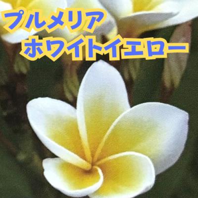 プルメリア 鉢のおすすめ人気商品一覧 通販 - Yahoo!ショッピング