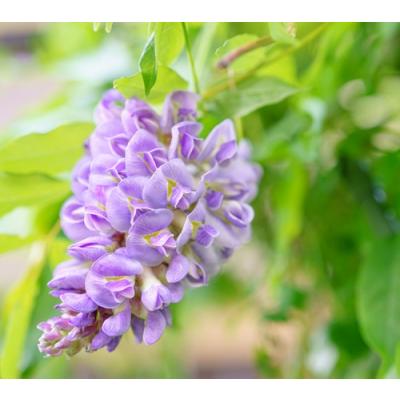 藤 苗（落葉樹の植木、庭木）｜苗木、植木 | 花、ガーデニング の