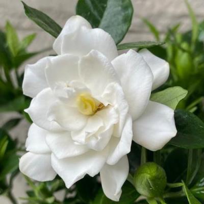 鉢植え白い花のおすすめ人気商品一覧 通販 - Yahoo!ショッピング