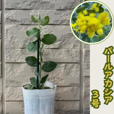 パールアカシア（苗木、植木） | 花、ガーデニング の商品一覧 通販