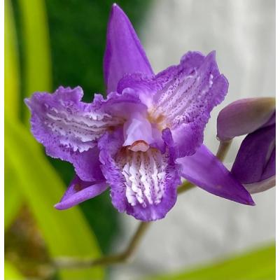 紫蘭のおすすめ人気商品一覧 通販 - Yahoo!ショッピング