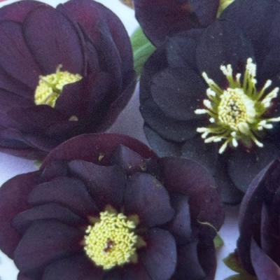 クリスマスローズ ブラックダブルのおすすめ人気商品一覧 通販 - Yahoo